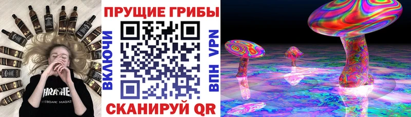 OMG   дарнет шоп  Александровск  Псилоцибиновые грибы GOLDEN TEACHER 